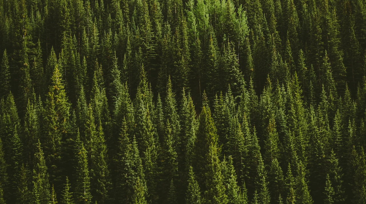 How the New Tariffs Will Affect LIVSN and Our Customers