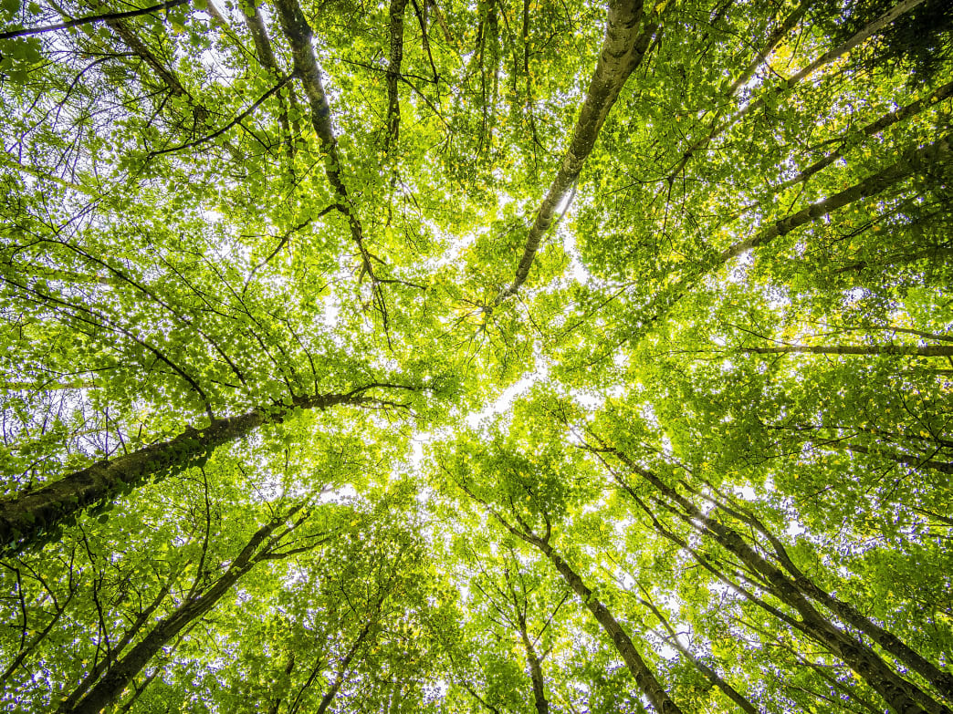 How Forest Bathing Helps You Feel Better