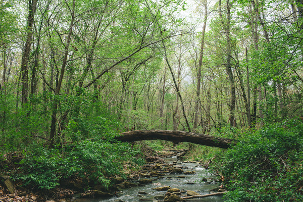 An Appalachian Trail Thru-Hiker’s Dilemma