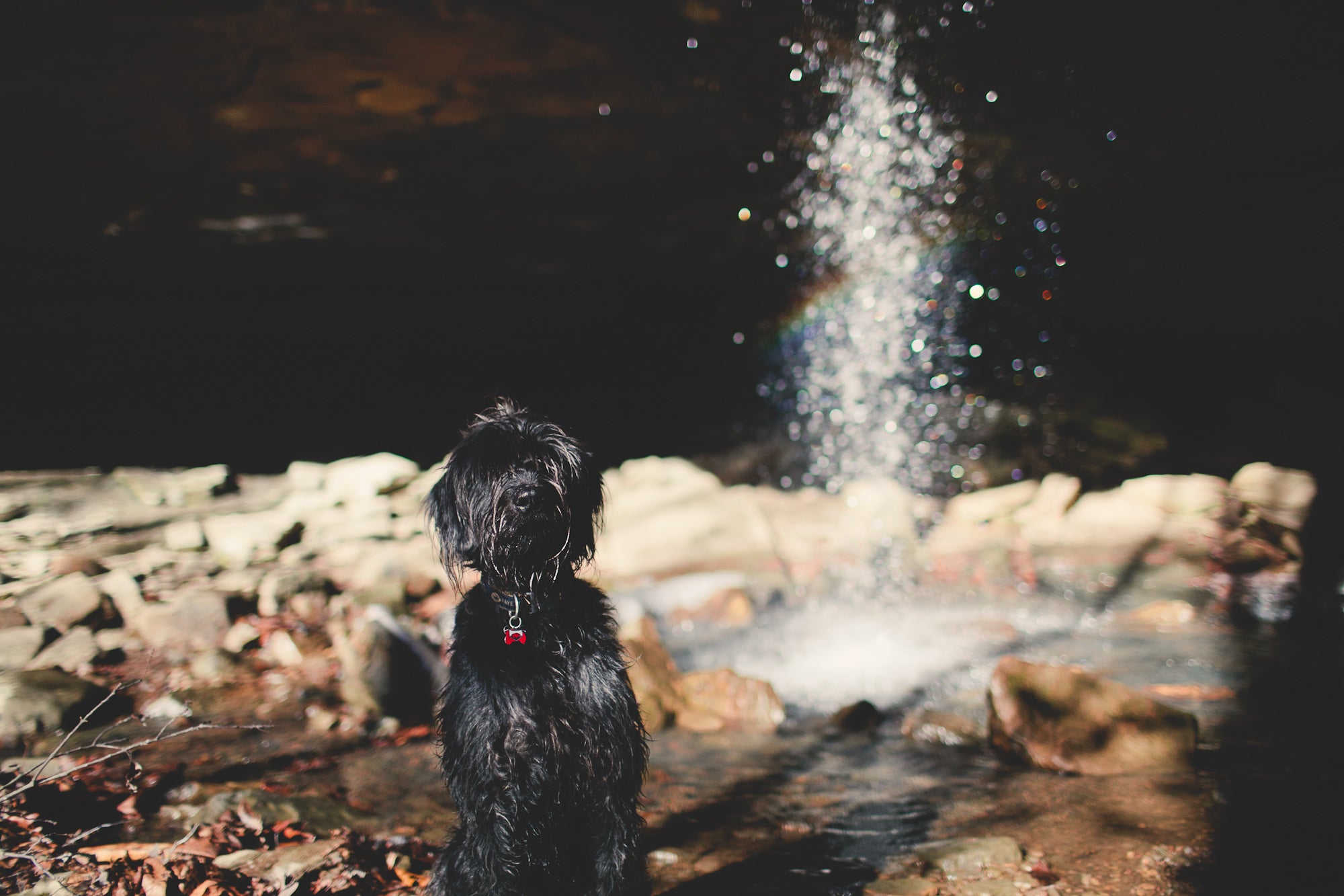 Our Growing Gratitude