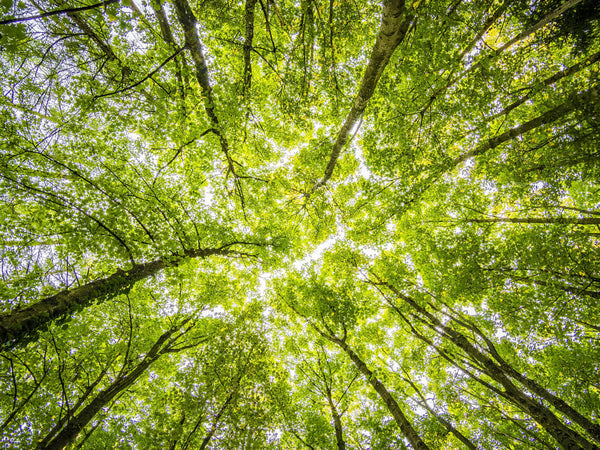 How Forest Bathing Helps You Feel Better