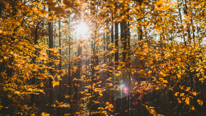 How to Make the Most of Your Mornings